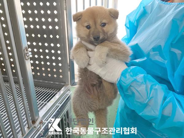 한국동물구조관리협회_441409202500441
